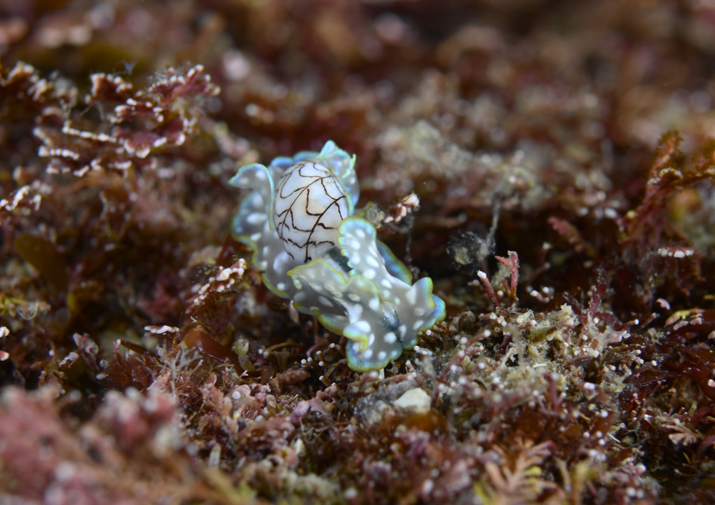 dsc_3634.jpg